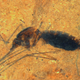 Illustration for article titled More evidence that mosquitoes have been assholes for millions of years